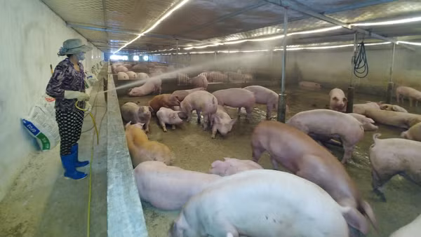 Ninh Bình siết chặt hoạt động kiểm dịch đàn gia súc.