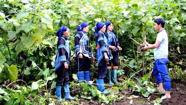 Cán bộ xã Y Tý, Lào Cai, hướng dẫn đồng bào Hà Nhì chăm sóc và thu hoạch cây sâm đất. (Ảnh: QUỐC HỒNG)