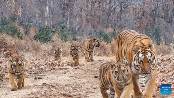 (Ảnh minh họa: Xinhua)