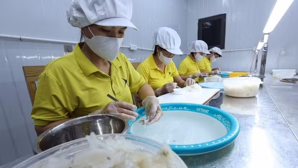 Sơ chế sản phẩm tổ yến ở Công ty TNHH Sản xuất và Thương mại yến sào Xứ Thanh, xã Vạn Lộc, tỉnh Thanh Hóa. (Ảnh: Vũ Sinh/TTXVN)