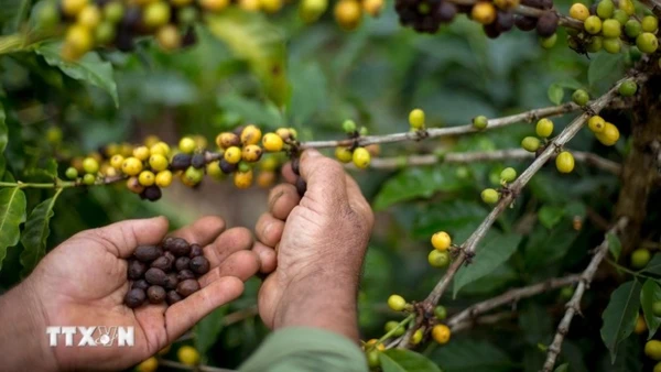 Nông dân thu hoạch hạt cà-phê tại một nông trại ở Forquilha do Rio, Espirito Santo, Brazil. (Ảnh: AFP/ TTXVN)
