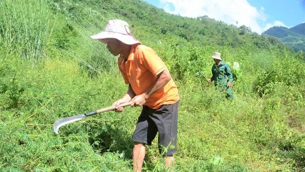 Người dân bản Hin, xã Na Sang phát cây bụi chăm sóc cây giổi xanh trồng theo dự án trồng rừng phòng hộ đầu nguồn.