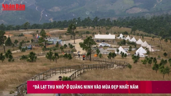 “Đà Lạt thu nhỏ” ở Quảng Ninh vào mùa đẹp nhất năm