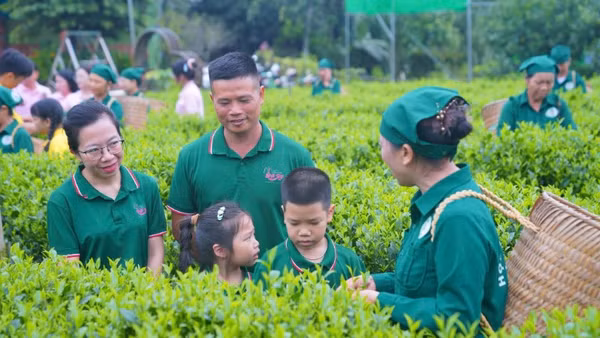 Mô hình trồng chè nguyên liệu của Hợp tác xã chè Hảo Đạt (tỉnh Thái Nguyên). (Ảnh THANH HẢO)