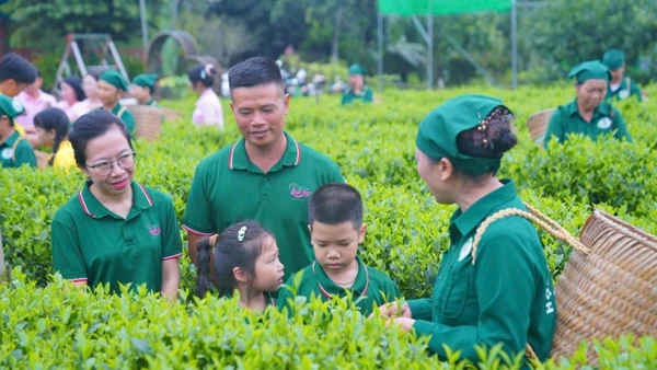 Mô hình trồng chè nguyên liệu của Hợp tác xã chè Hảo Đạt (tỉnh Thái Nguyên). (Ảnh THANH HẢO)