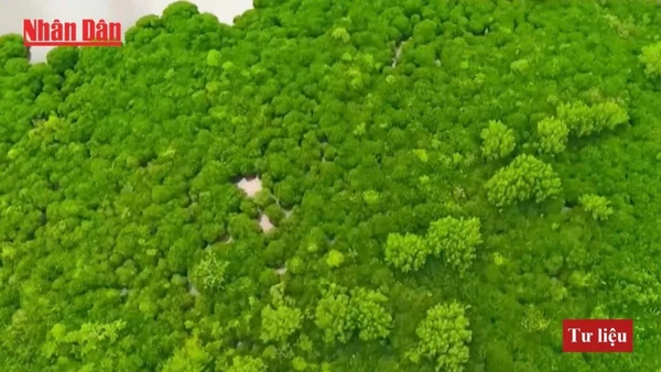 Quảng Ninh phát triển lâm nghiệp bền vững