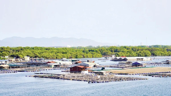 Rừng ngập mặn ở xã Long Sơn và các bè nổi nuôi trồng thủy sản trên sông Chà Và.