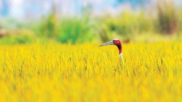 Sếu đầu đỏ ở Ấn Độ. (Ảnh NGUYỄN TRƯỜNG SINH) 