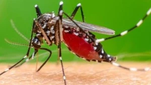 Chikungunya là bệnh truyền nhiễm cấp tính do virus Chikungunya gây ra, lây truyền chủ yếu qua muỗi vằn.