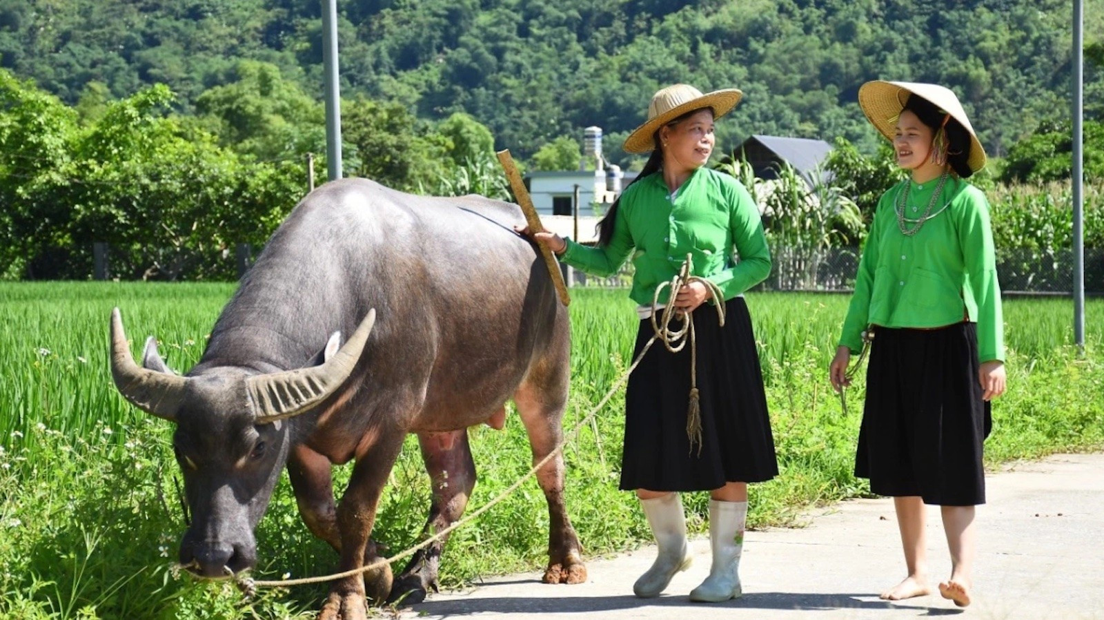 Chiếc nón lá gắn bó hằng ngày với phụ nữ Tày ở Lâm Thượng. (Ảnh: Nhân vật cung cấp) den-voi-lam-thuong-luc-yen-yen-bai-du-khach-co-co-hoi-duoc-hoa-minh-vao-cuoc-song-nguoi-dan-ban-dia-copy.jpg