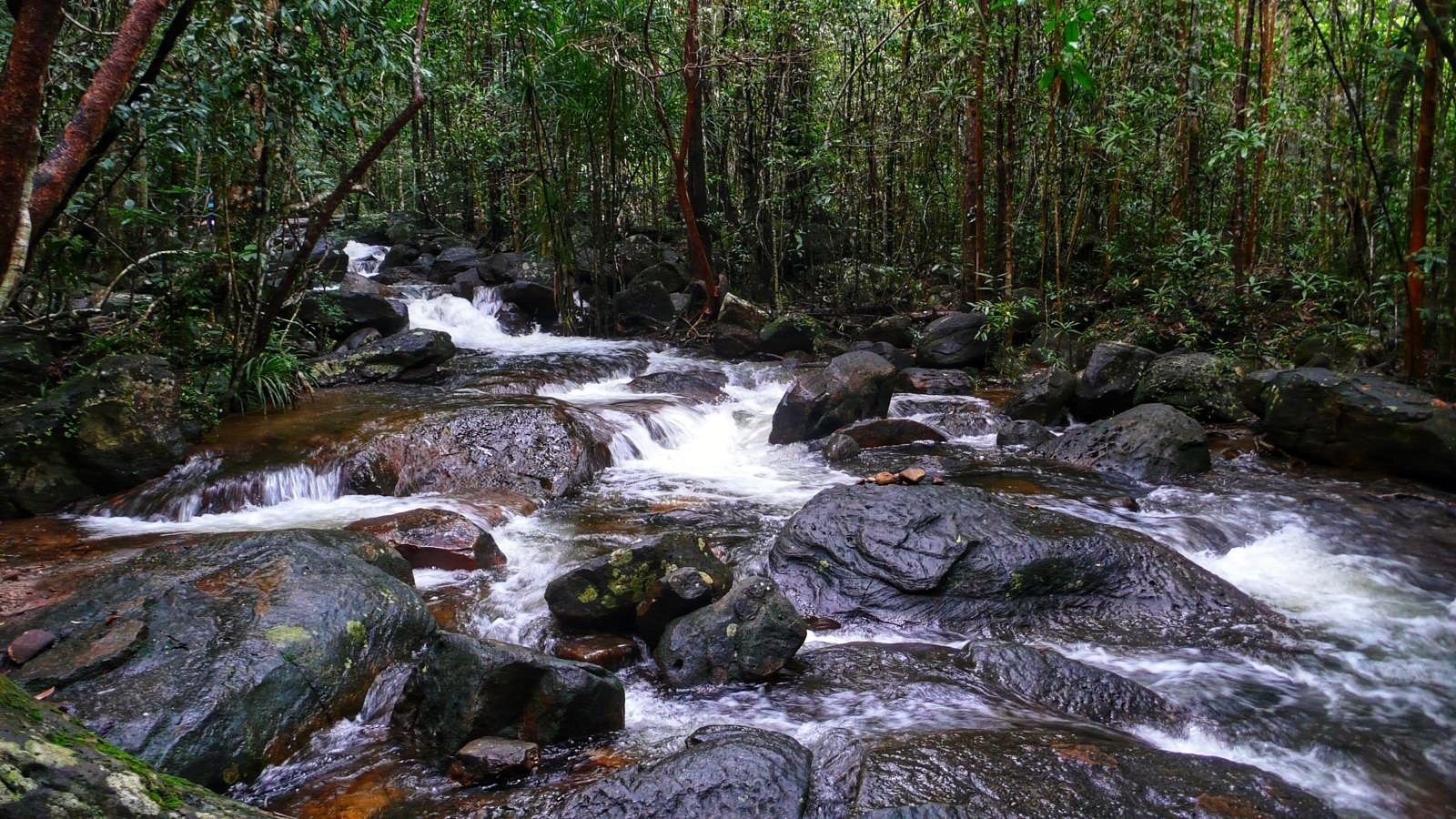 Nước suối trong vắt, chảy qua những tảng đá rêu phong và uốn lượn mềm mại giữa cánh rừng nguyên sinh. img-2348.jpg