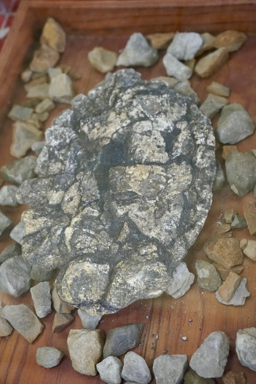 Hóa thạch rùa biển có niên đại hàng triệu năm phát hiện tại trũng Na Dương, huyện Lộc Bình, tỉnh Lạng Sơn.