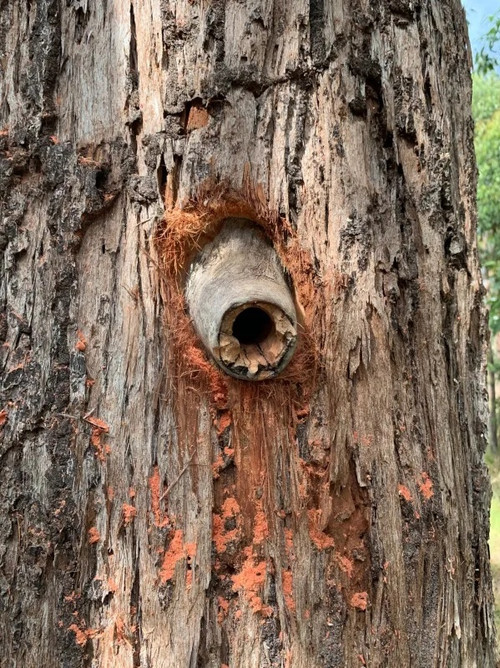 Một hốc cây nhân tạo do công cụ Hollowhog tạo ra. Một hốc cây nhân tạo do công cụ Hollowhog tạo ra.