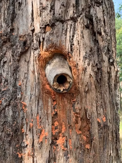 Một hốc cây nhân tạo do công cụ Hollowhog tạo ra.