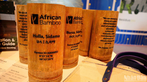 Những mẫu tre do African Bamboo mang đến Hội nghị P4G 2025. Những mẫu tre do African Bamboo mang đến Hội nghị P4G 2025.