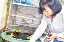 Bà Trương Thị Hường, ngụ xã Mỹ Phong, thành phố Mỹ Tho thả cá vào các chậu có nước để diệt lăng quăng, muỗi.
