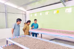 Gia đình chị Nông Thị Ánh ở Tổ 10, phường Nùng Trí Cao nuôi tằm giống.
