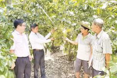 Từ nguồn vốn chính sách, nông dân xã Thới Hưng, thành phố Cần Thơ trồng mãng cầu xiêm mang lại hiệu quả kinh tế cao.