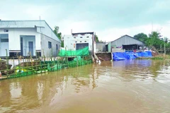 Sạt lở nhấn chìm nhiều nhà dân xuống sông Hậu.