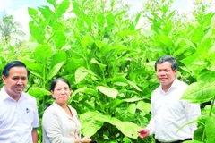 Chủ tịch Hội đồng nhân dân tỉnh Quảng Ngãi Nguyễn Đức Tuy (bên phải) kiểm tra mô hình trồng cây thuốc lá, một trong những giống cây mới ở các xã miền núi tỉnh Quảng Ngãi.