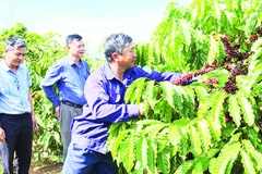 Chi bộ Đội 6, Đảng bộ Công ty trách nhiệm hữu hạn một thành viên Cà-phê 731 hoàn thành xuất sắc nhiệm vụ sản xuất, kinh doanh.