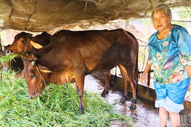 Bà Võ Thị Xuân thuộc diện hộ nghèo, được ngân hàng hỗ trợ vay vốn và địa phương hỗ trợ con giống. 