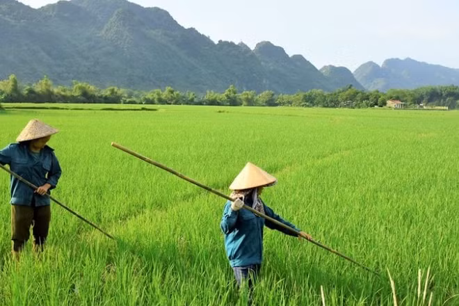 Đào tạo, đào tạo lại, đào tạo bồi dưỡng nâng cao trình độ kỹ năng nghề cho các lao động nông thôn. (Ảnh minh họa)