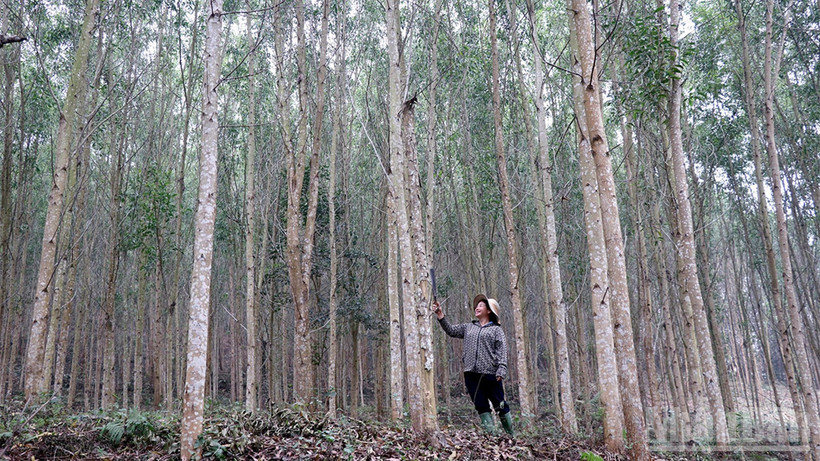 Nhiều hộ trồng rừng trên địa bàn tỉnh Tuyên Quang đã đăng ký trồng rừng gỗ lớn nhằm mang lại hiệu quả kinh tế cao. (Ảnh nhandan.vn)