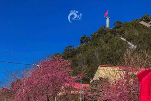 Hoa mai anh đào nở rộ tại xã Lũng Cú, tỉnh Tuyên Quang.