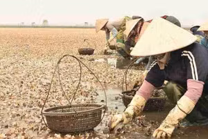 Hiện tượng ngao chết hàng loạt khi đến kỳ thu hoạch ở xã Nam Cường đã gây thiệt hại kinh tế cho nhiều hộ nuôi. (Ảnh Hà Hương)