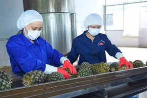 Rau quả là mặt hàng có tiềm năng tăng trưởng mạnh tại thị trường Trung Đông. Trong ảnh: Sơ chế dứa xuất khẩu tại Công ty cổ phần Thực phẩm xuất khẩu Đồng Giao. (Ảnh: ĐỨC AN)