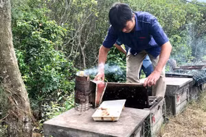 Anh Phạm Thanh Sơn, tỉnh Ninh Bình kiểm tra đàn ong lấy mật nuôi tại Vườn quốc gia Xuân Thủy.