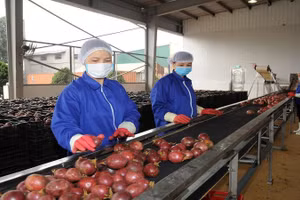 Chanh leo Việt Nam hiện đang được đẩy mạnh chế biến sâu để xuất khẩu sang Mỹ và EU. (Ảnh: THÙY ANH)