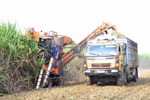 Thu hoạch mía bằng máy tại vùng nguyên liệu tập trung ở Nghệ An.