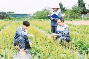 Cán bộ Trung tâm Gen và giống dược liệu quốc gia (Viện Dược liệu) nghiên cứu dược liệu trên thực địa. 