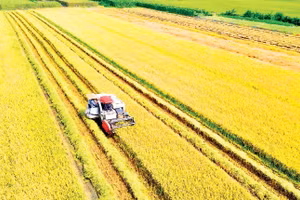 Chi phí thu hoạch lúa tăng, lợi nhuận của nông dân giảm.