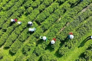 Thu hái chè vào lúc sáng sớm bảo đảm chè được thơm ngon.