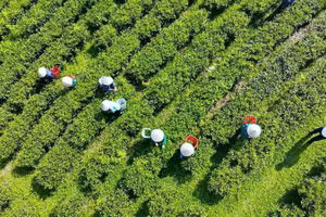 Thu hái chè vào lúc sáng sớm bảo đảm chè được thơm ngon.