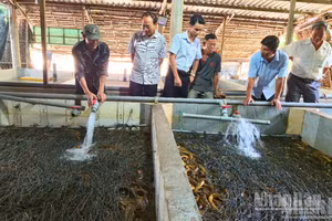 Nhiều hộ nuôi đang phải gồng gánh chi phí hàng triệu đồng mỗi ngày. 