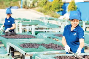Tại khu chế biến của Công ty trách nhiệm hữu hạn Vĩnh Hiệp, từng khay cà-phê được đảo đều để bảo đảm chất lượng, phục vụ nhu cầu xuất khẩu.