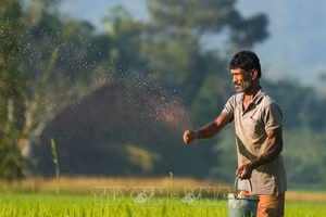 Nông dân bón phân trên cánh đồng lúa tại Eheliyagoda, Sri Lanka. (Ảnh: THX/TTXVN) 