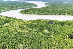 Rừng ngập mặn Cần Giờ, Thành phố Hồ Chí Minh. (Ảnh: HỒNG ĐẠT)