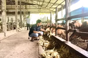 Chăn nuôi gia súc tại Hợp tác xã nông nghiệp công nghệ cao Tiến Thành, tỉnh Tuyên Quang. 