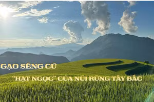 “Mùa vàng” Mường Than và câu chuyện OCOP của hạt gạo Séng Cù