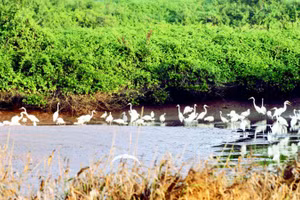 Tuyến đường di cư của chim nước quốc tế thuộc hành lang bay Đông Á-Úc châu. (Ảnh: VŨ ĐẠT)