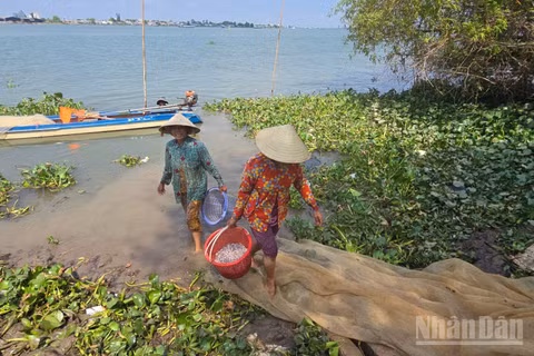 Đánh bắt cá trên sông Vàm Nao. (Ảnh: THANH DŨNG)
