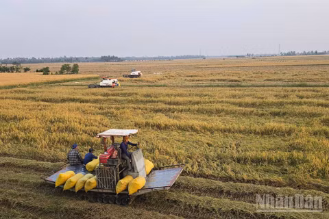Nông dân An Giang thu hoạch lúa. (Ảnh: THANH DŨNG)