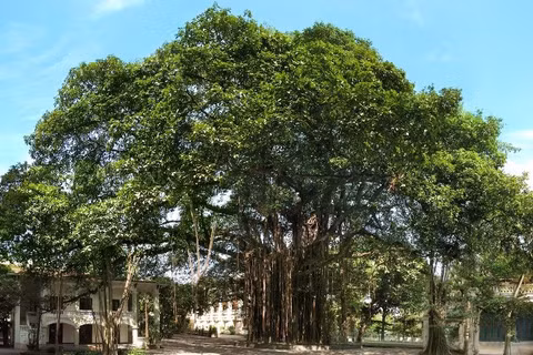 Gốc đa của Báo Nhân Dân sẽ trở thành sân khấu của chuỗi hoạt động văn hóa nghệ thuật "Tán Đa". (Ảnh: BÁO NHÂN DÂN)