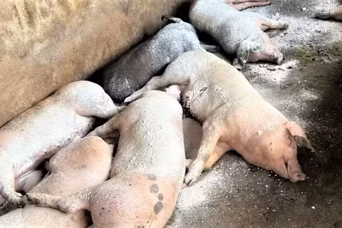 Hiện nay, chính sách hỗ trợ đối với lợn bị nhiễm dịch tả lợn châu Phi theo Nghị định số 116/NĐ-CP là 40 nghìn đồng/kg. (Ảnh: CTV)