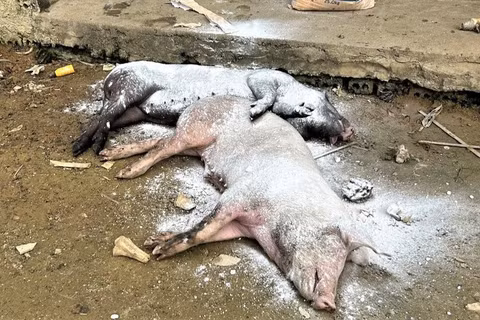 Dịch tả lợn châu Phi đang tái phát tại nhiều địa phương ở Nghệ An, gây thiệt hại cho người chăn nuôi. (Ảnh: CTV)